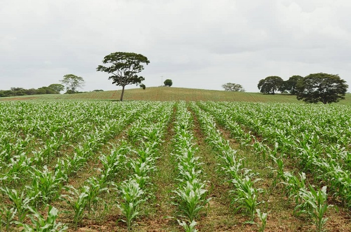 Producción agrícola en Venezuela registra un atraso de casi 40 años