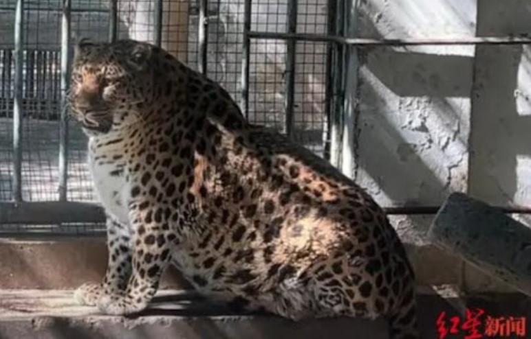 Un zoológico de China pondrá a dieta a un leopardo obeso que causa furor entre los visitantes