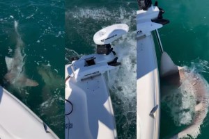 VIDEO: Pescaban en Florida cuando varios tiburones los rodearon y los atacaron salvajemente