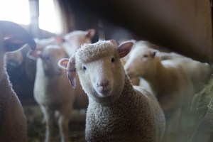 Contar ovejas: ¿A quién se le ocurrió este viejo consejo para dormir y realmente funciona?