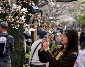 Los cerezos florecen cada vez más pronto en Japón por culpa del cambio climático (Fotos)