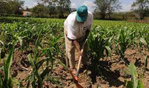 Despite the fuel and electricity crisis, Fedeagro reports an increase in agricultural production in Venezuela