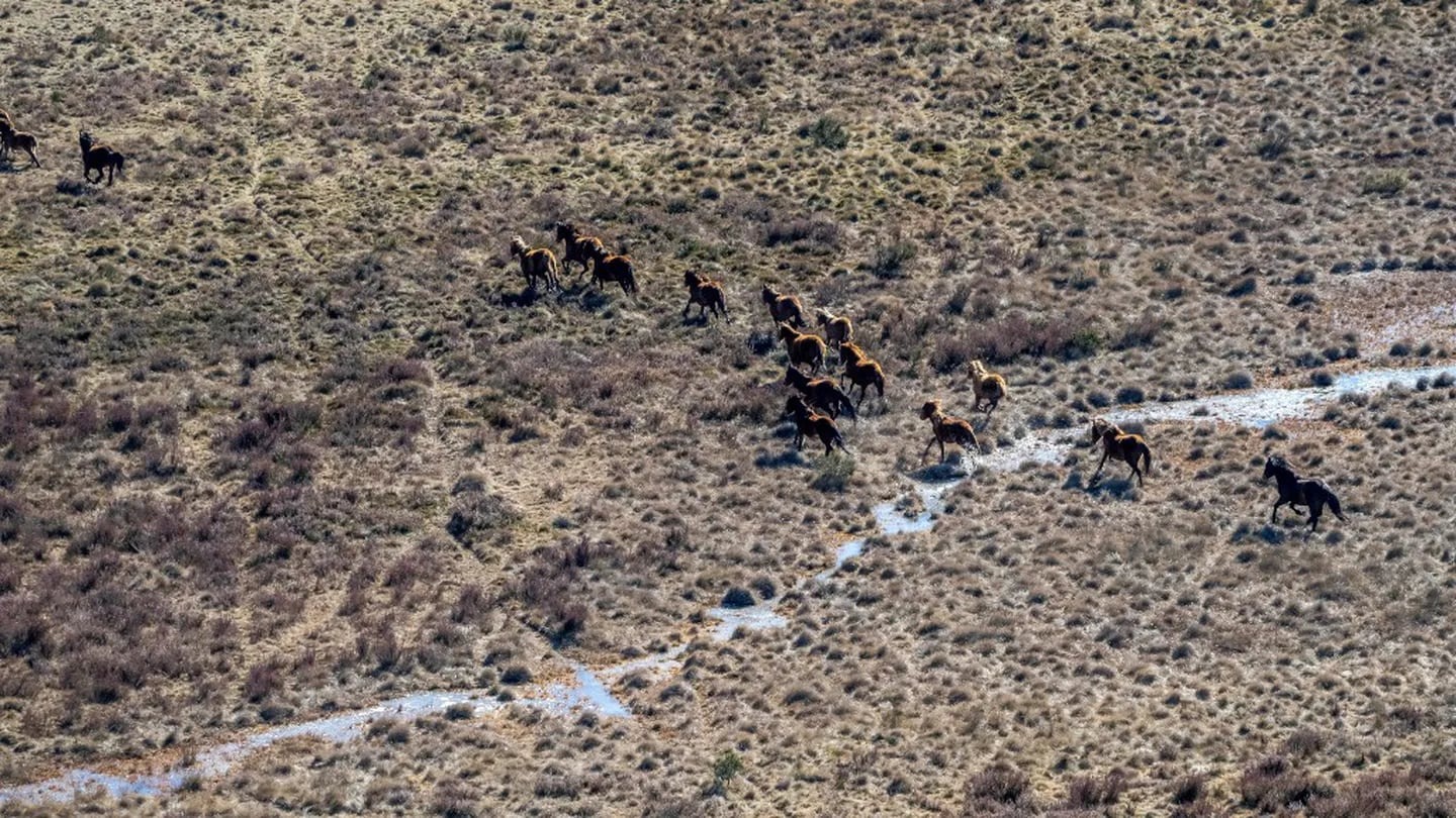 Con francotiradores y desde helicópteros, sacrifican a balazos a miles de caballos salvajes en este país