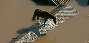 El emocionante rescate de un caballo atrapado por las inundaciones en Brasil (VIDEOS)