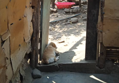 The nobility of the Venezuelan in the midst of adversity: A couple from Merida provides shelter to abandoned animals