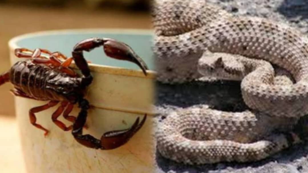 No hay suero antiofídico en Barinas y ya han muerto varias personas por mordeduras de serpientes