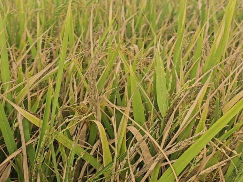 Venezuela’s Guárico State agricultural producers concerned about the presence of a bacterial disease that affects cereal crops
