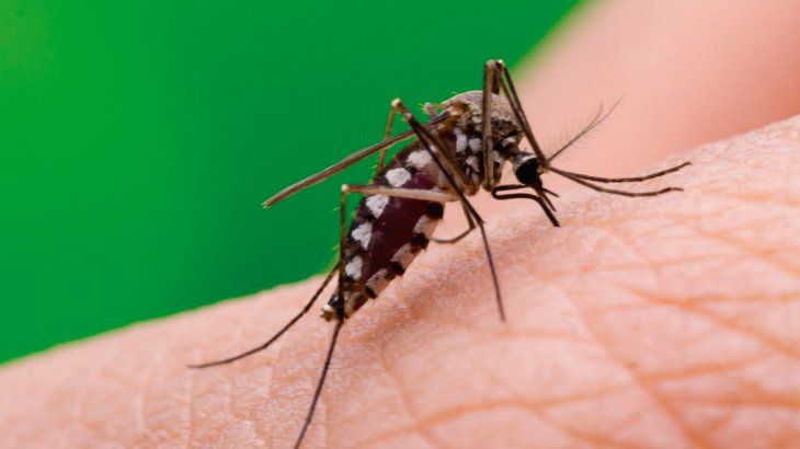 Médicos Unidos Venezuela: Preocupa aumento de casos de dengue en Mérida