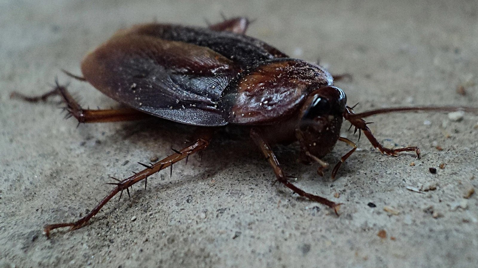 Así es la cucaracha inmortal resistente a insecticidas