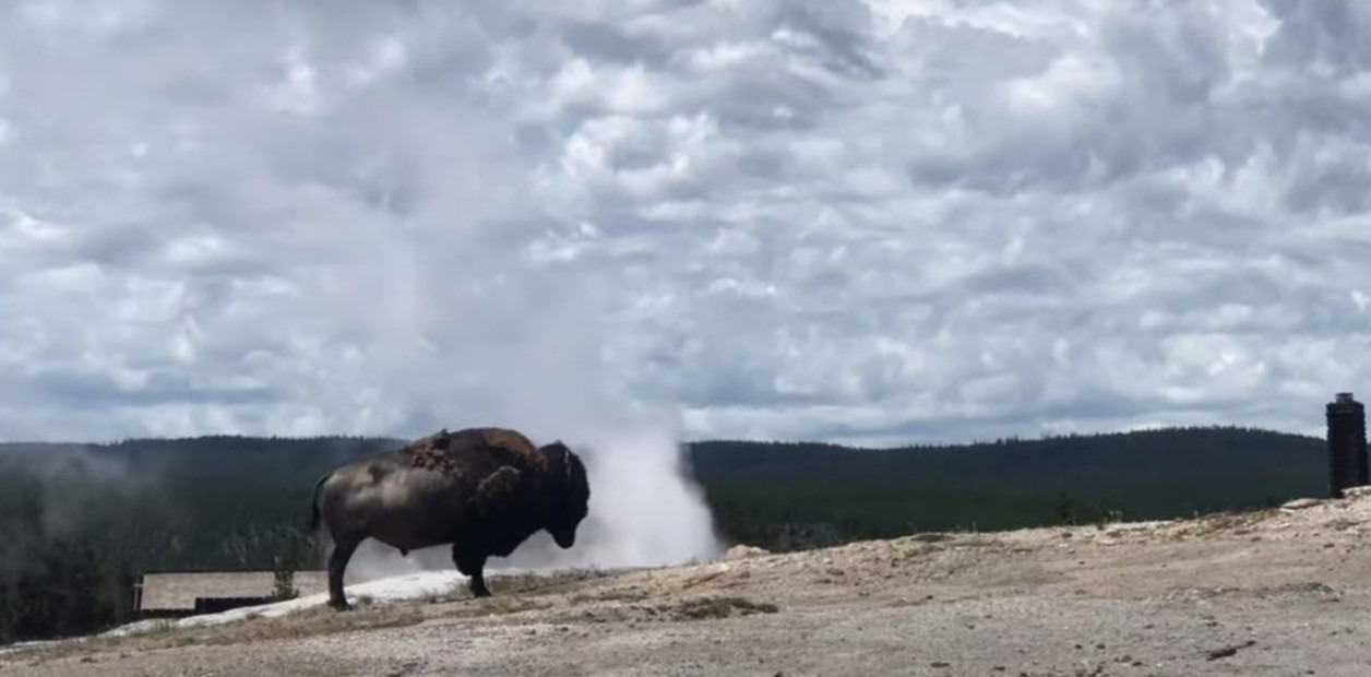 Increíble escena en Yellowstone: un bisonte descansa junto a un géiser en erupción (VIDEO)