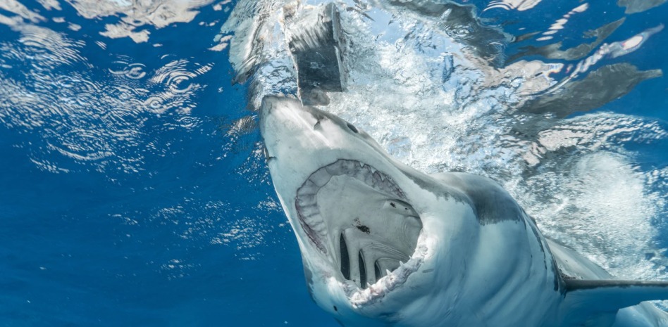 Florida toma una drástica decisión con sus playas tras los ataques de tiburones