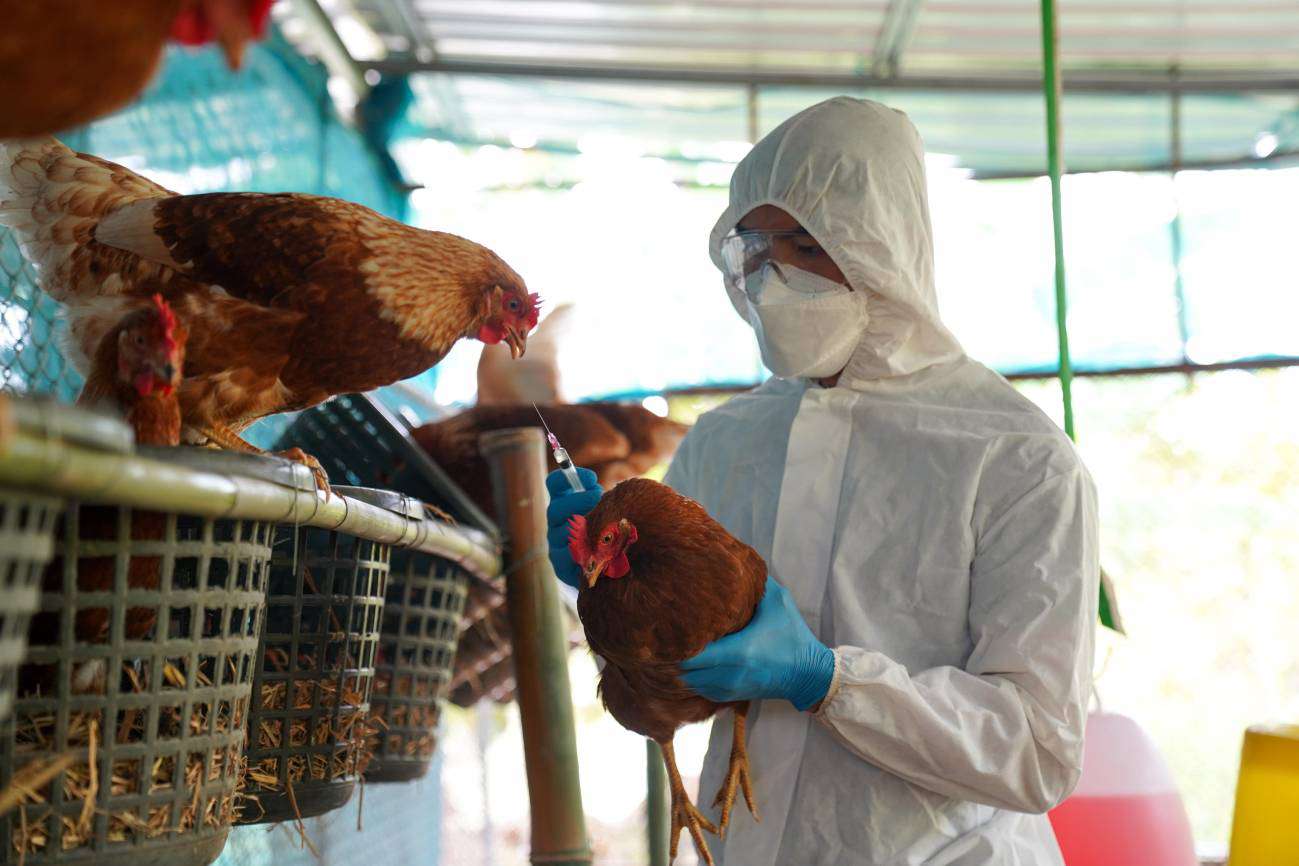 OMS confirmó muerte en México del primer caso de Gripe Aviar H5N2
