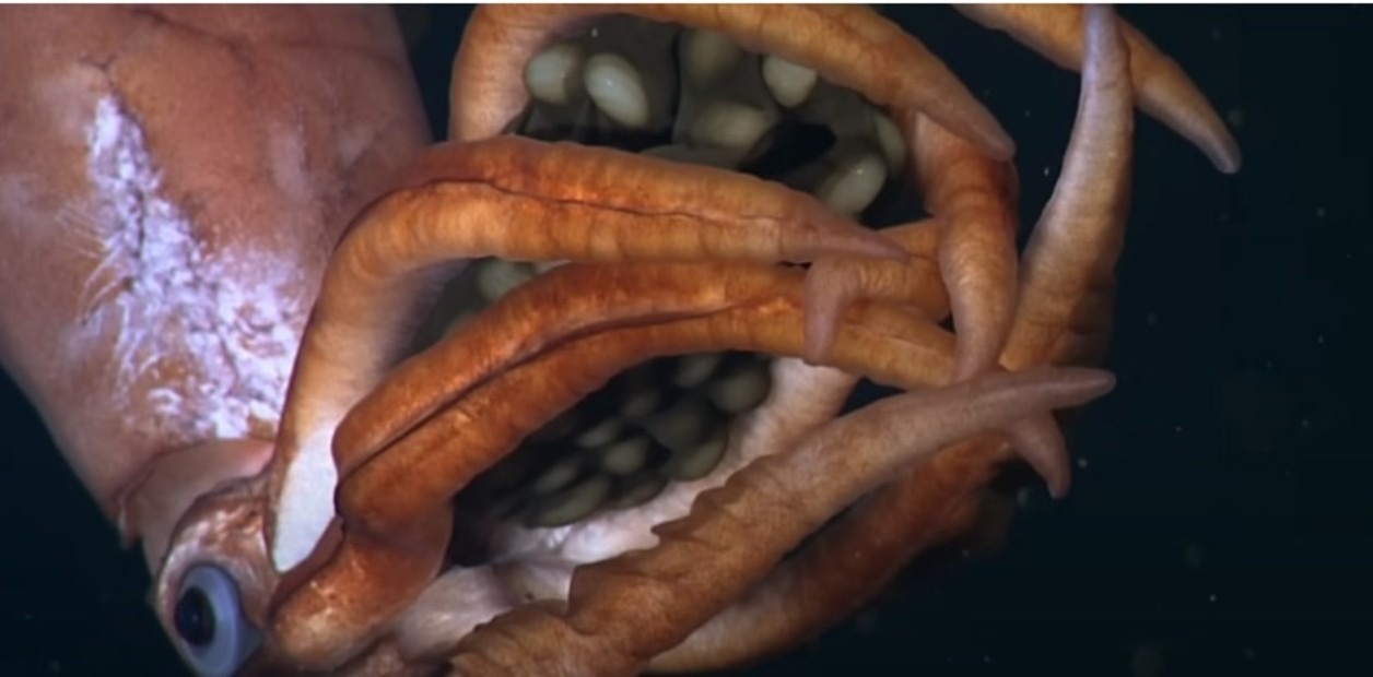 Filmaron en el fondo del mar del Golfo de California a un misterioso calamar y esto hizo con sus crías (VIDEO)