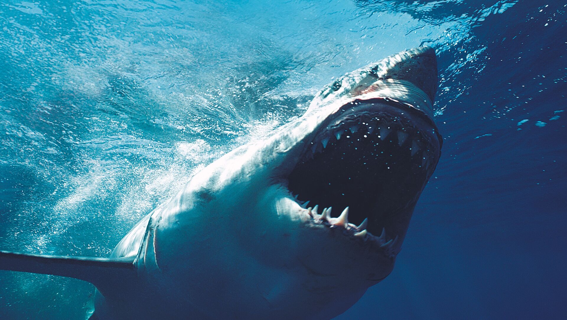 Imágenes sensibles: el brutal ataque de un tiburón a una mujer en playa de Texas