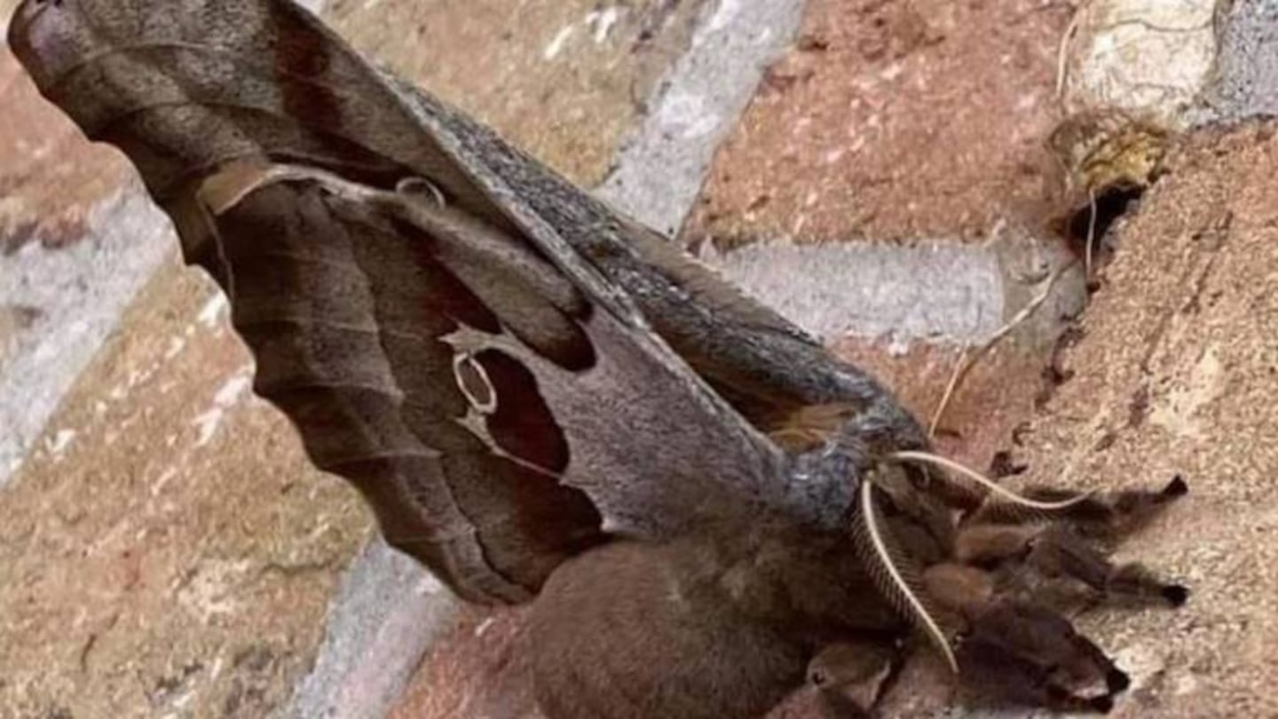 La espeluznante “tarántula con alas”, el insecto que se volvió viral en las redes sociales