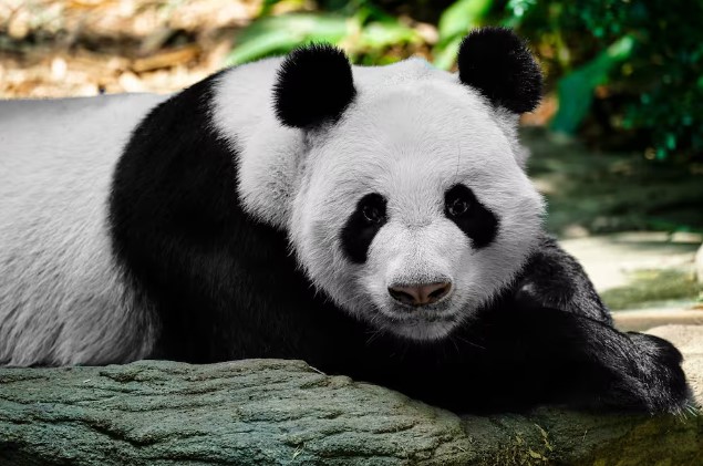 Científicos chinos cultivan por primera vez células madre de oso panda